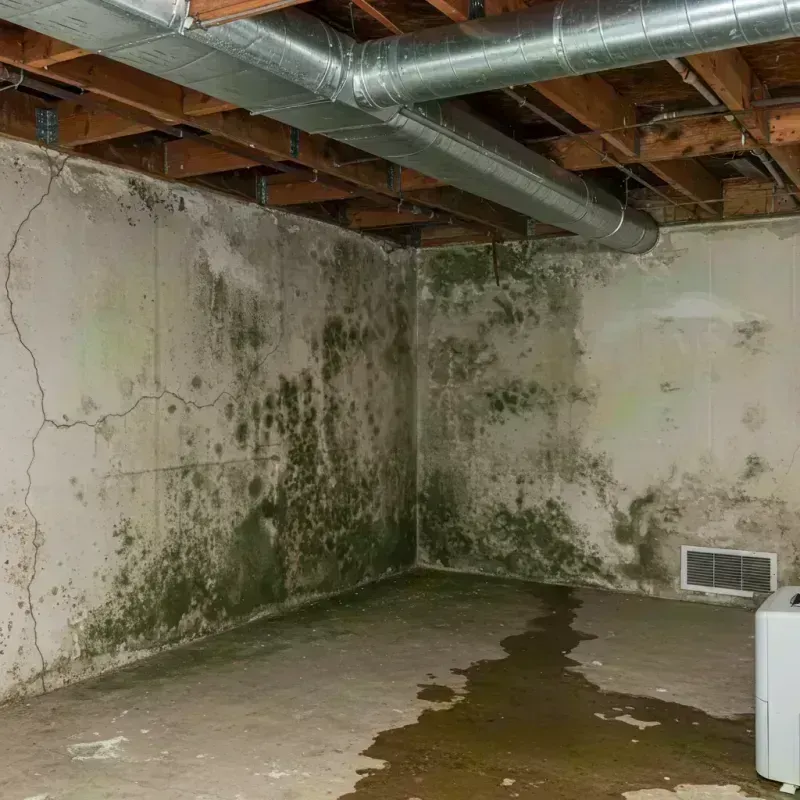 Professional Mold Removal in Willow Oak, FL